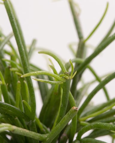 Baby Rhipsalis Rhipsalis Cassutha