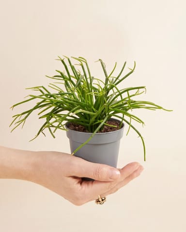 Baby Rhipsalis Rhipsalis Cassutha