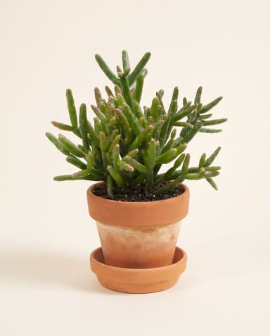 Baby Rhipsalis Rutenkaktus Burchellii