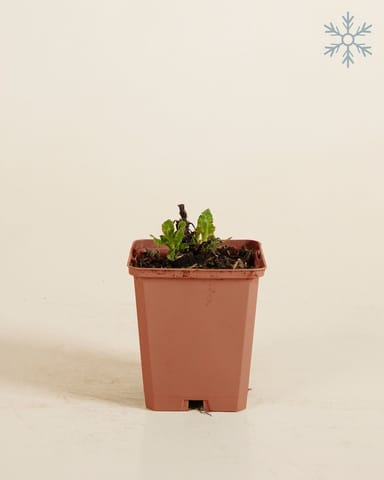 Salvia Salvia Blanca Nemorosa Sensation White
