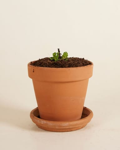 Salvia Salvia Blanca Nemorosa Sensation White