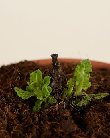 Salvia Salvia Blanca Nemorosa Sensation White