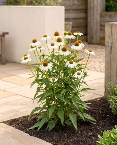 Echinacea Sonnenhut Purpurea White Swan