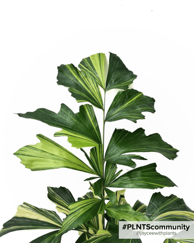 Caryota Fishtail palm Mitis