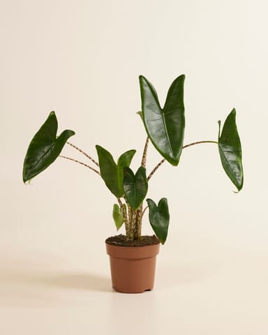 Alocasia Zebrapflanze Zebrina