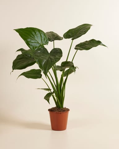 Alocasia Elefantenohr Cucullata