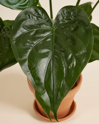 Alocasia Elefantenohr Cucullata