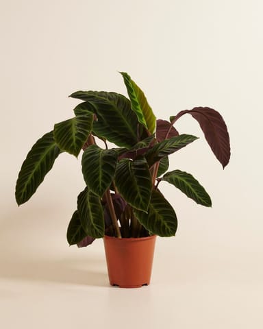 Calathea Prayer plant Warscewiczii