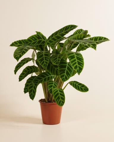 Calathea Prayer plant Zebrina