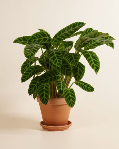 Calathea Prayer plant Zebrina