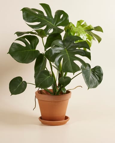 Monstera Deliciosa Fensterblatt Fensterblatt