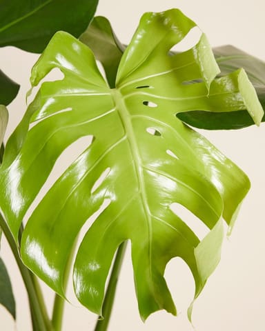 Monstera Deliciosa Swiss Cheese Plant