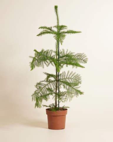 Araucaria Norfolk Island Pine Heterophylla