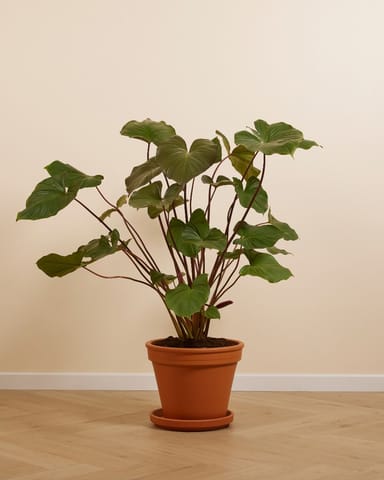Homalomena Rubescens Maggy