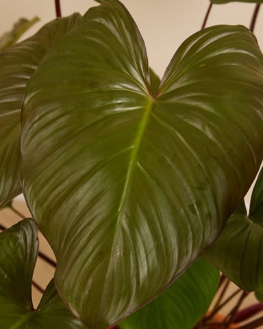 Homalomena Rubescens Maggy