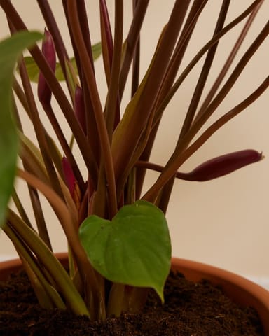 Homalomena Rubescens Maggy