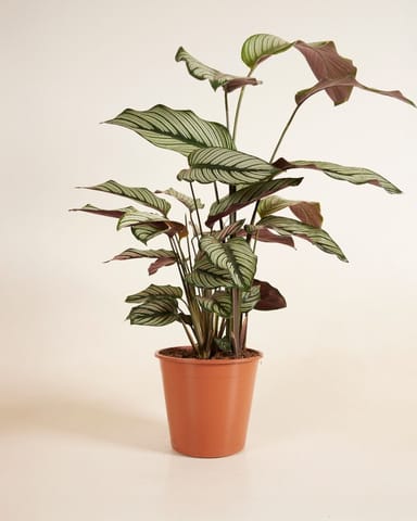 Calathea Peacock Plant White Star