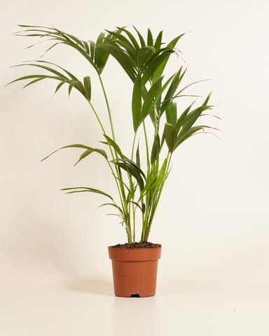 Palm Howea Fosteriana Kentia