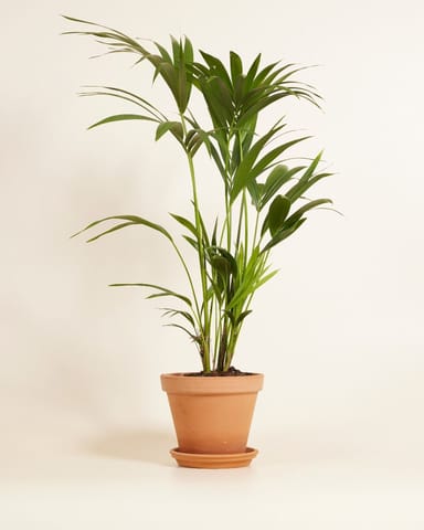 Palm Howea Fosteriana Kentia