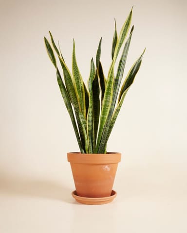 Sansevieria Laurentii