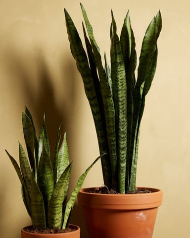 Sansevieria Zeylanica 