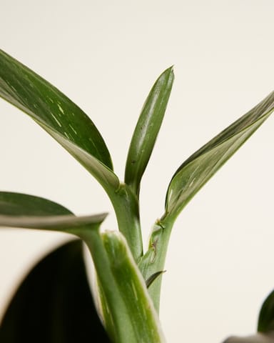 Philodendron Cobra