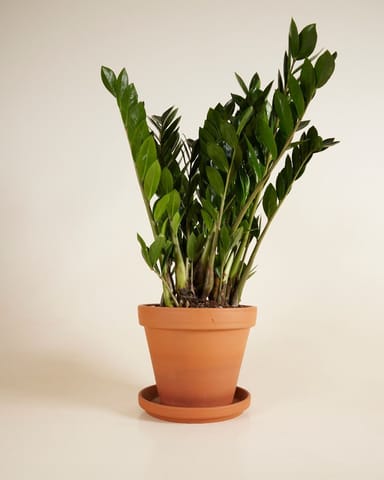 Zamioculcas ZZ Plant Zamiifolia