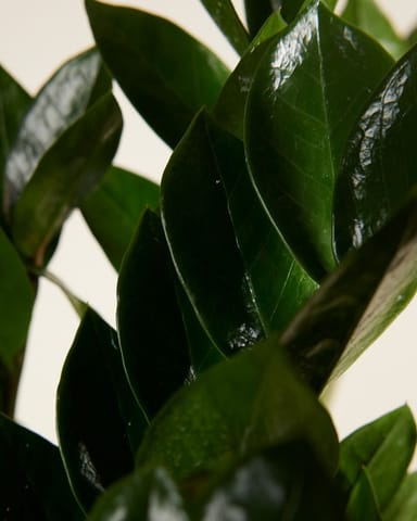 Zamioculcas ZZ Plant Zamiifolia