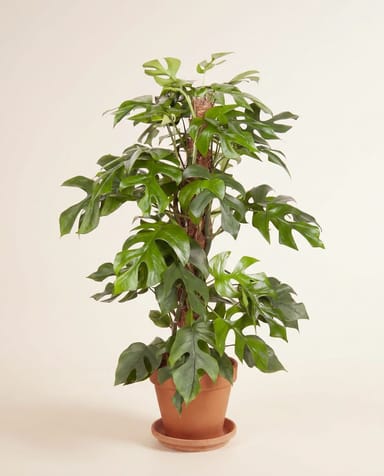 Monstera Calatea Minima
