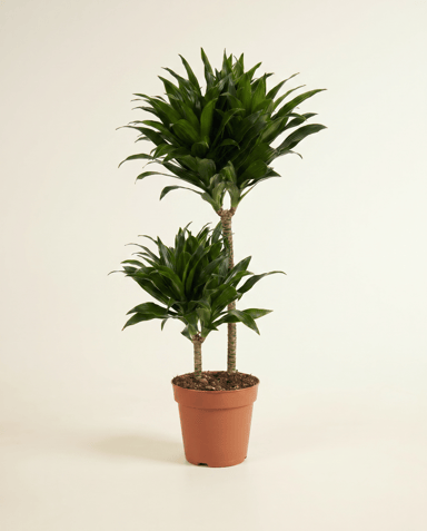 Dracaena Drakenbloedboom Compacta