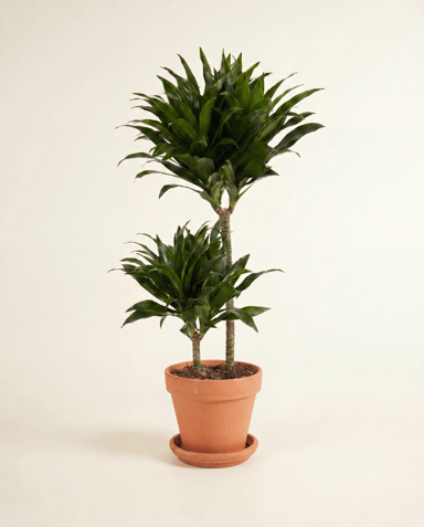 Dracaena Drakenbloedboom Compacta