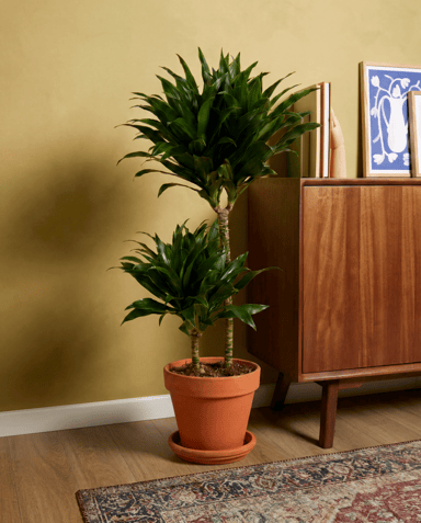 Dracaena Drakenbloedboom Compacta
