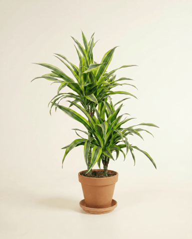 Dracaena Dragon tree Lemon Lime