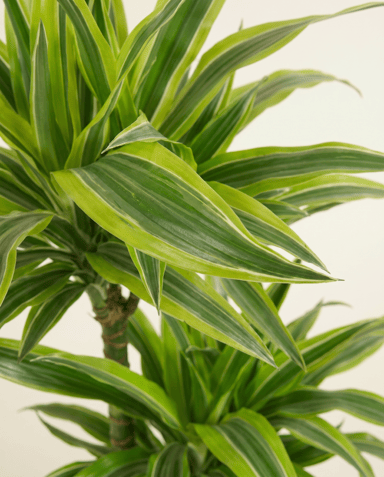 Dracaena Dragon tree Lemon Lime