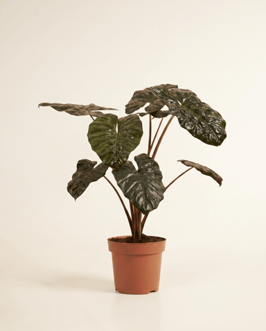 Alocasia Elephant Ears Yucatan Princess