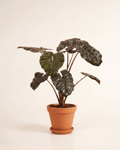 Alocasia Elephant Ears Yucatan Princess