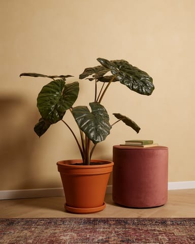 Alocasia Elephant Ears Yucatan Princess
