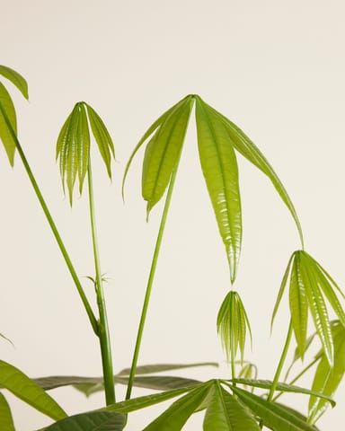 Pachira Money tree Aquatica