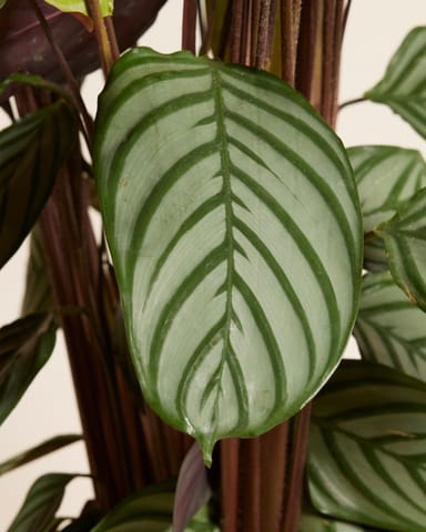 Calathea Prayer Plant Oppenheimiana
