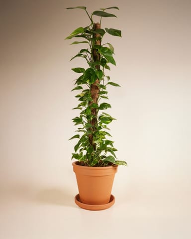 Scindapsus Devil’s Ivy Aureum