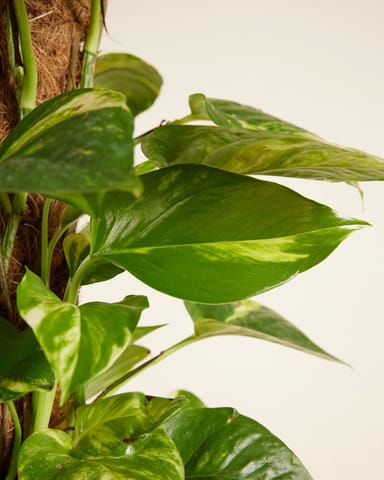 Scindapsus Devil’s Ivy Aureum