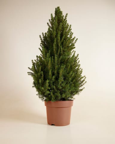 Picea Glauca 'December'