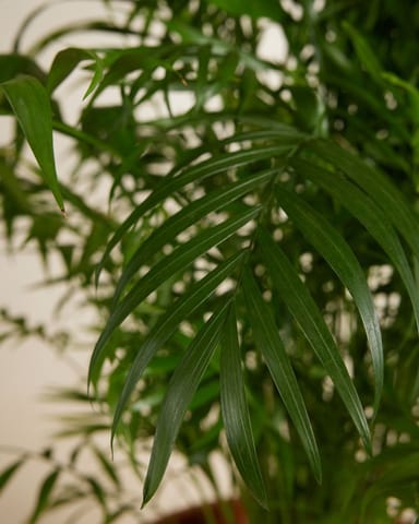 Chamaedorea Elegans