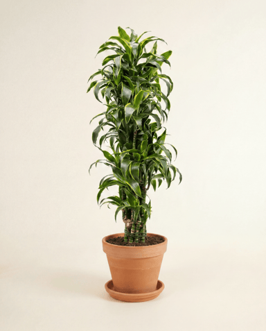 Dracaena Drakenbloedboom Dorado