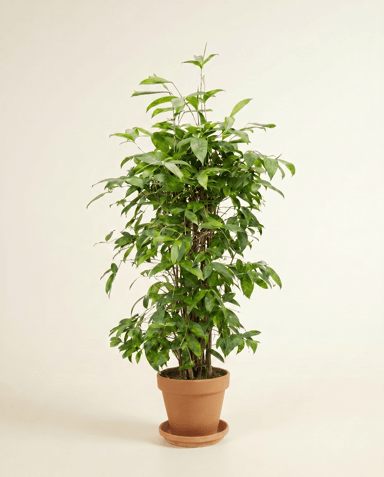 Dracaena Drakenbloedboom Surculosa