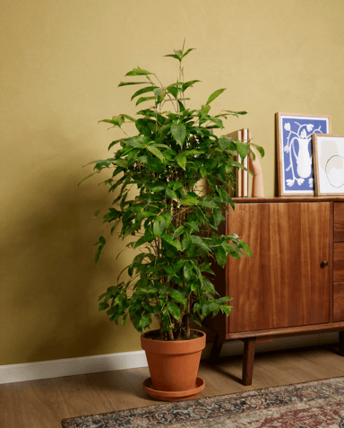 Dracaena Drakenbloedboom Surculosa