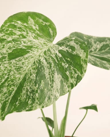 Monstera Swiss Cheese Plant Bulbasaur