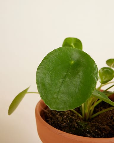 Pilea Family Set