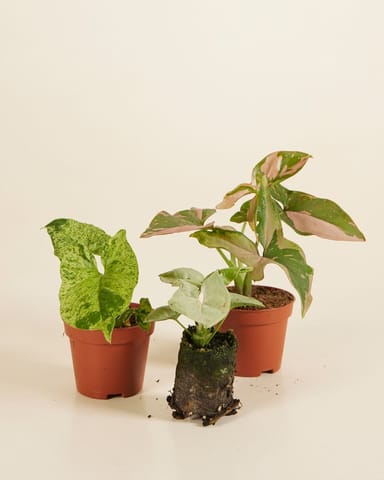 Syngonium Fiesta (set) Productset