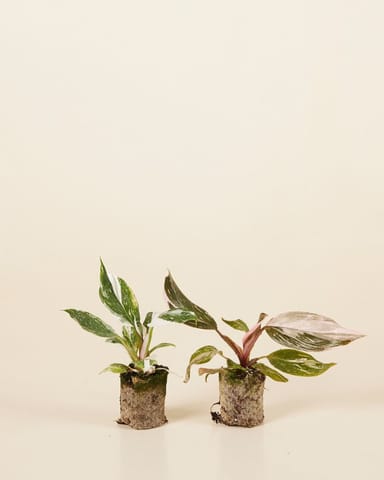 Philodendron Two Princesses Productset